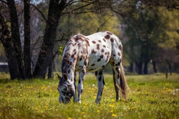 Appaloosa Horses: Breed Profile, Facts and Care