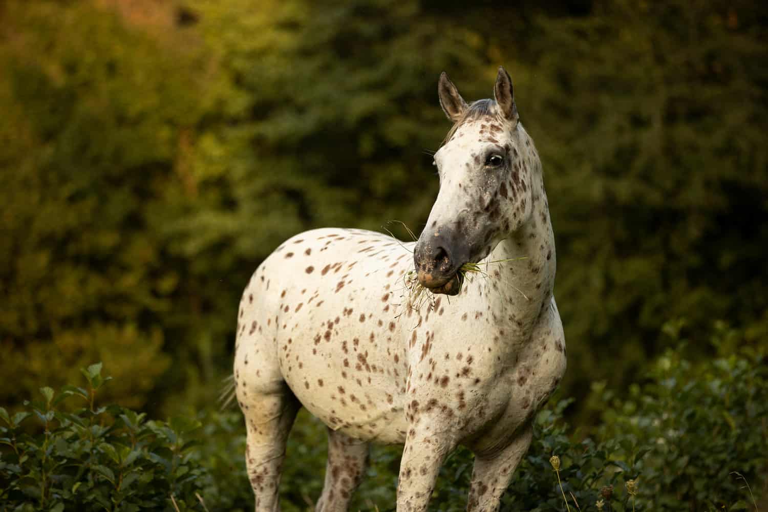 Appaloosa leopard horse