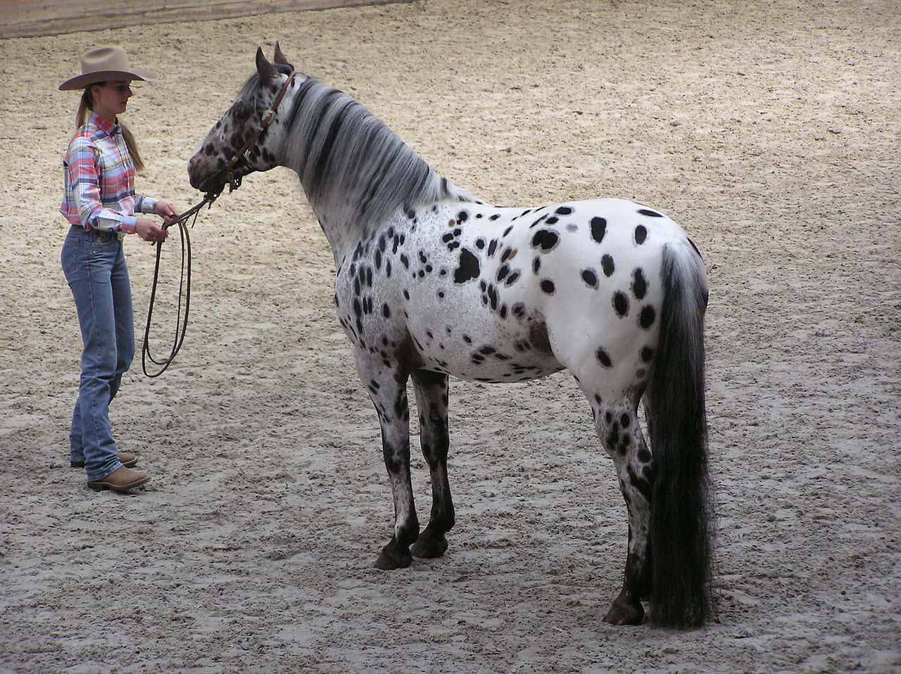 Appaloosa stallion