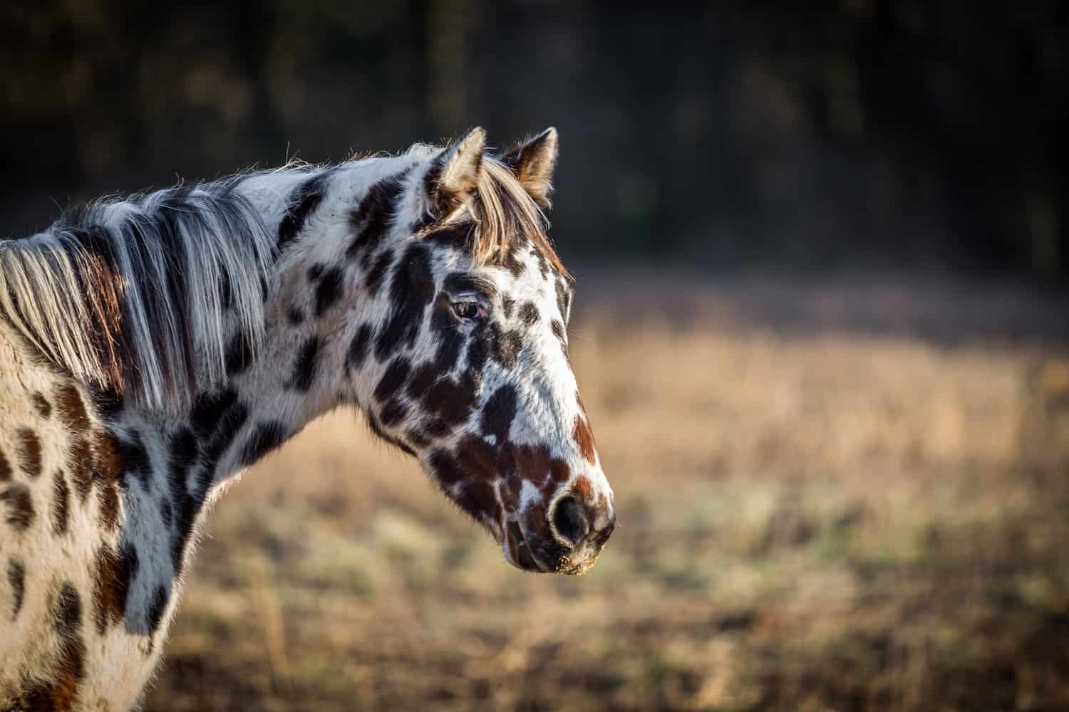 Beautiful young appaloosa horse portrait in the fields