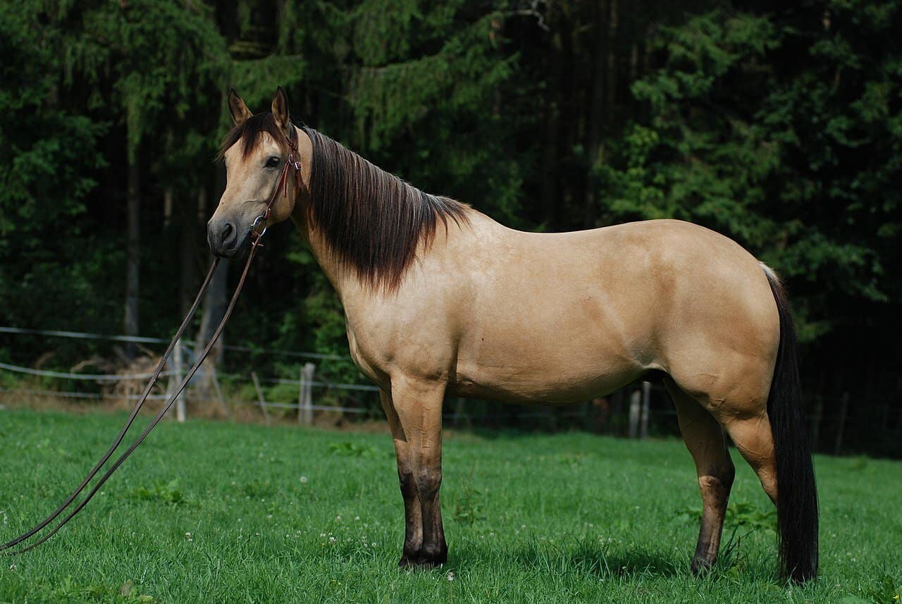 Buckskin