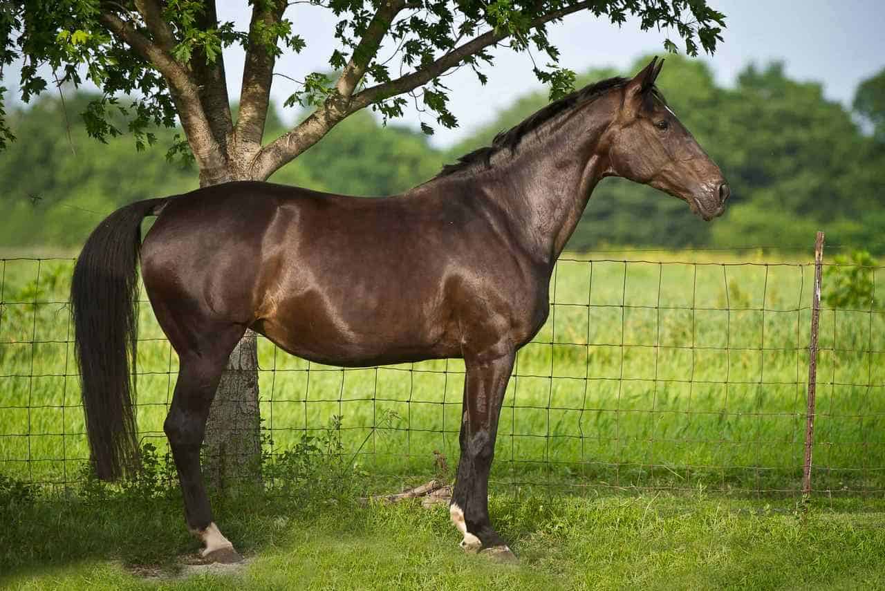 Horse Body Language – Upright Body Posture