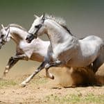 How fast can a horse run