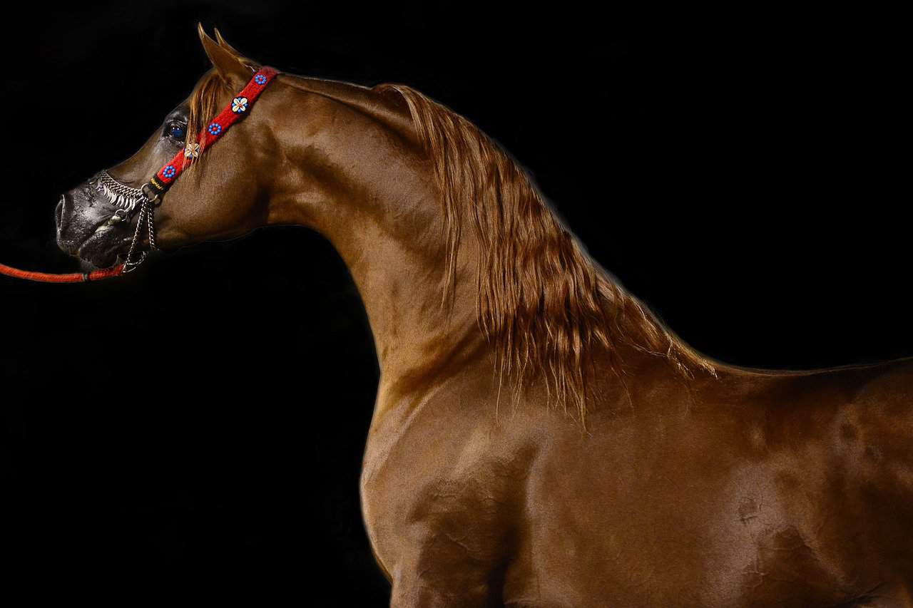 How fast can a horse run – Arabian Horse