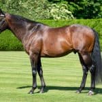 How fast can a horse run – Kingman Horse