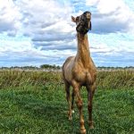 How fast can a horse run – Quarter Horse