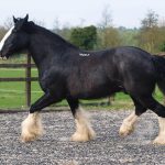 How fast can a horse run – Shire Horse