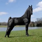 How fast can a horse run – Tennessee Walking Horse