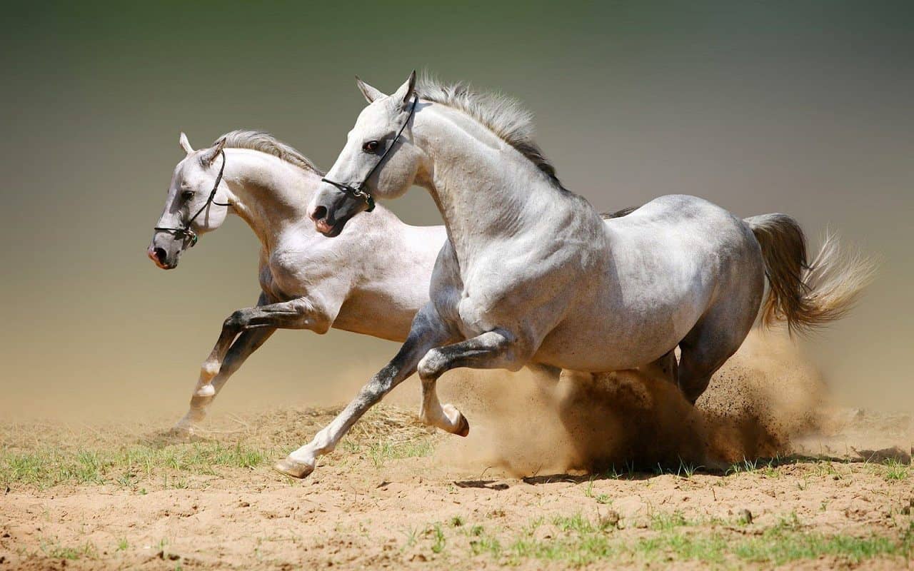 How fast can a horse run