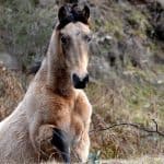 Brumby Horse – Conclusion