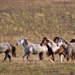 Brumby Horse – How many are there