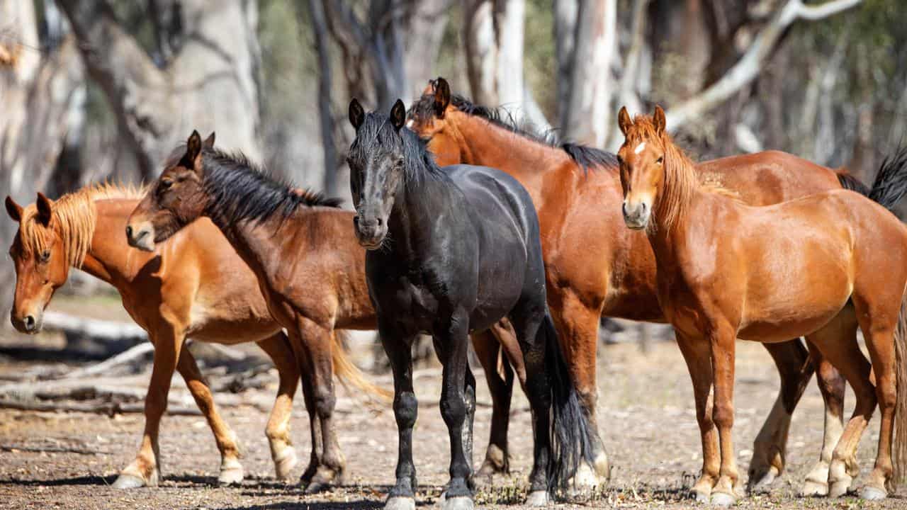 Brumby Horse – How many