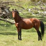 Brumby Horse – Uses