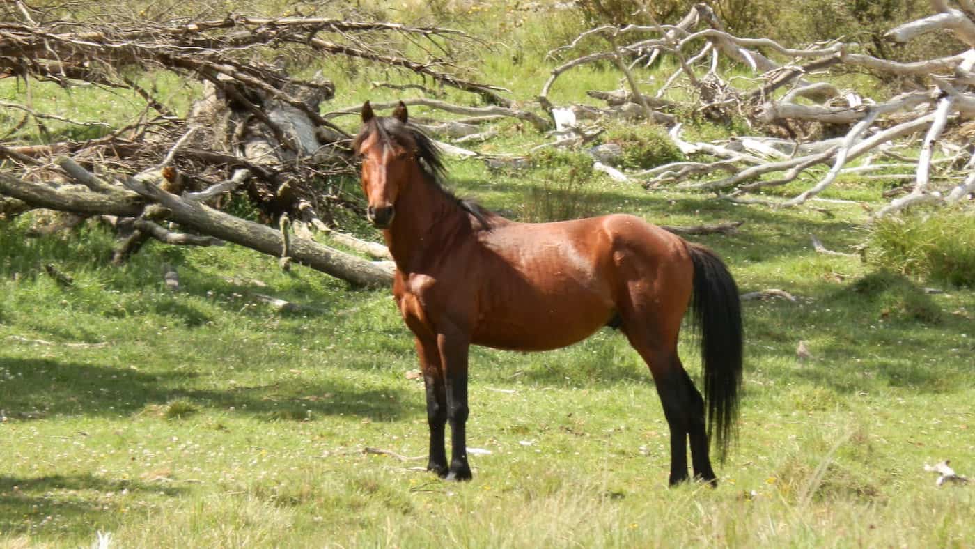 Brumby Horse – Uses