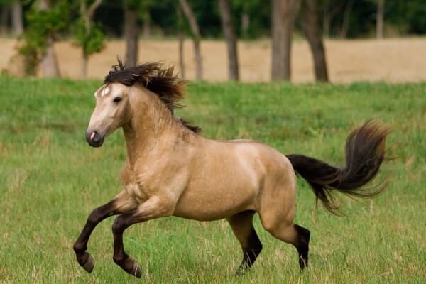 Buckskin Horses – Everything You Need to Know