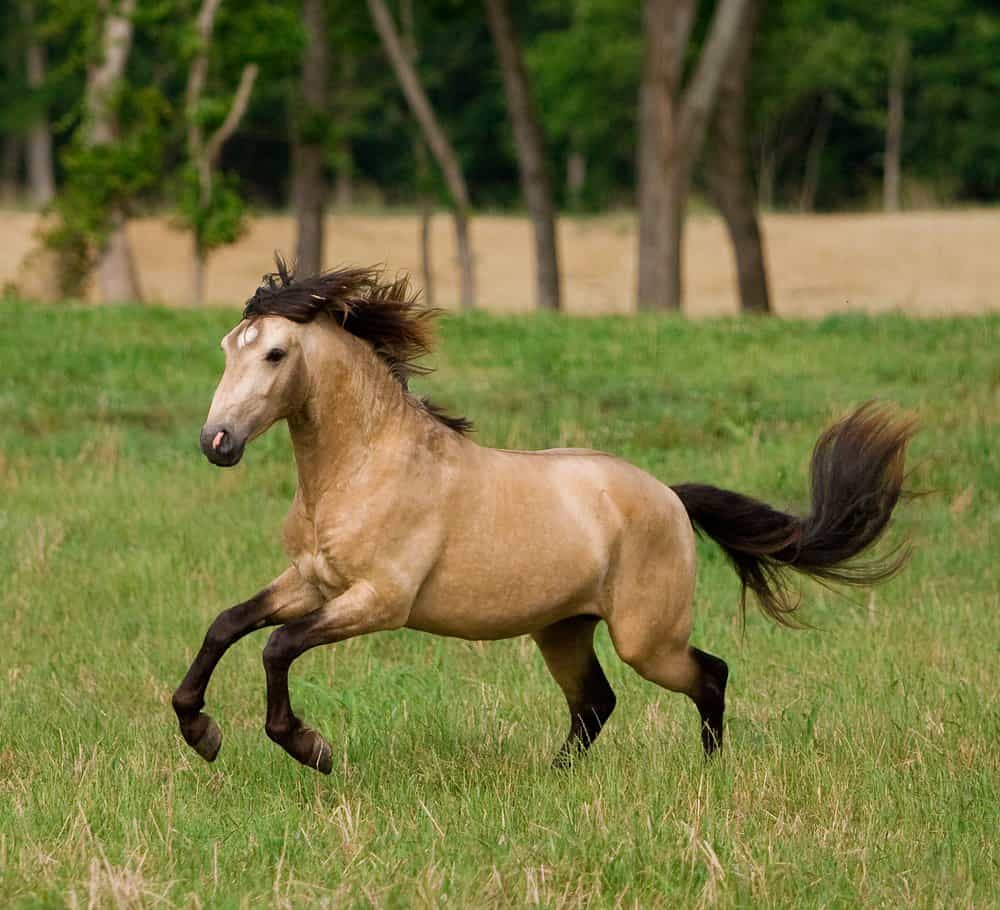 Buckskin Horse Running