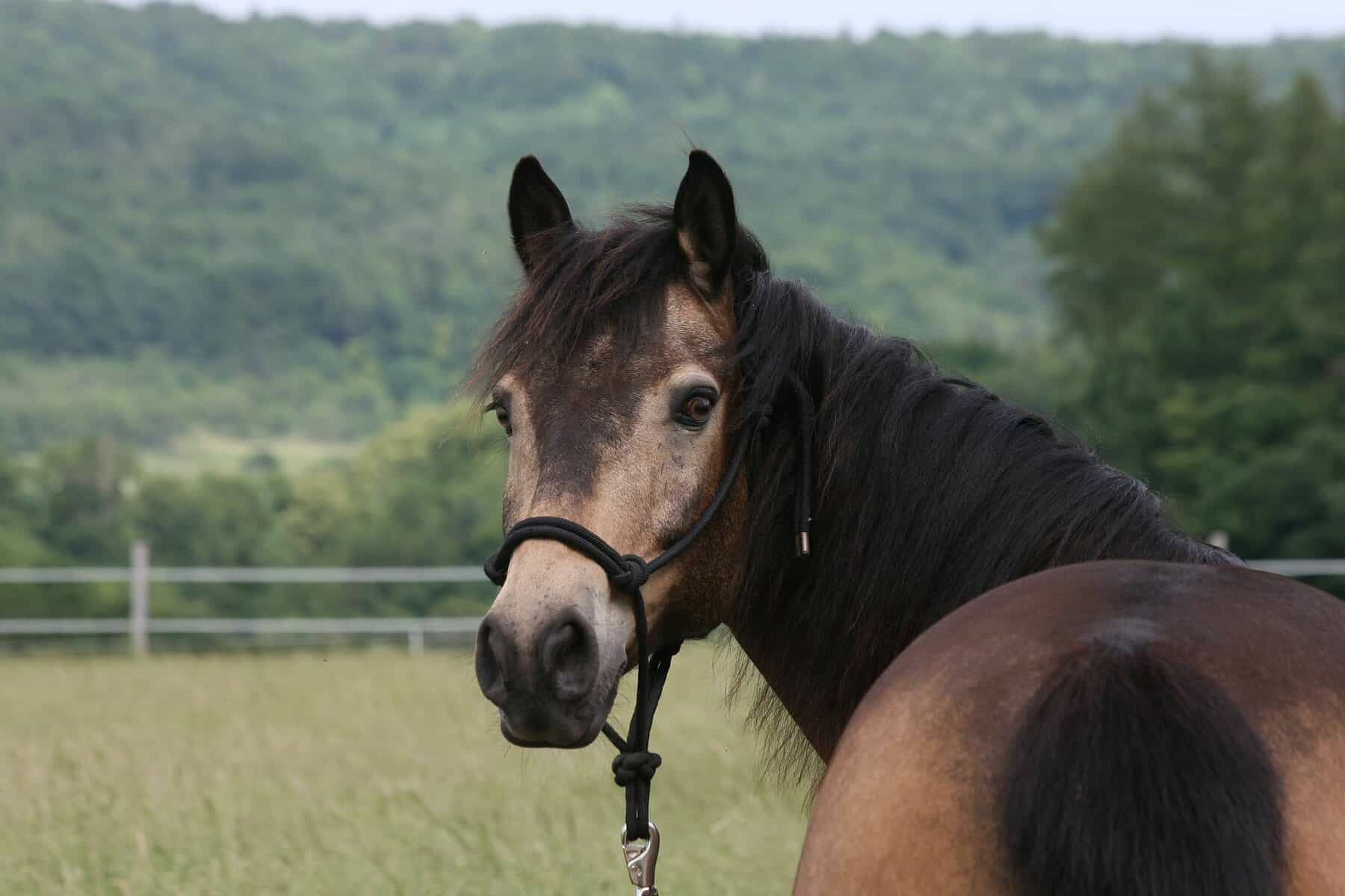 Connemara Buckskin