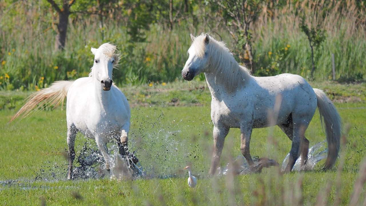 15 White Horse Breeds – Camargue