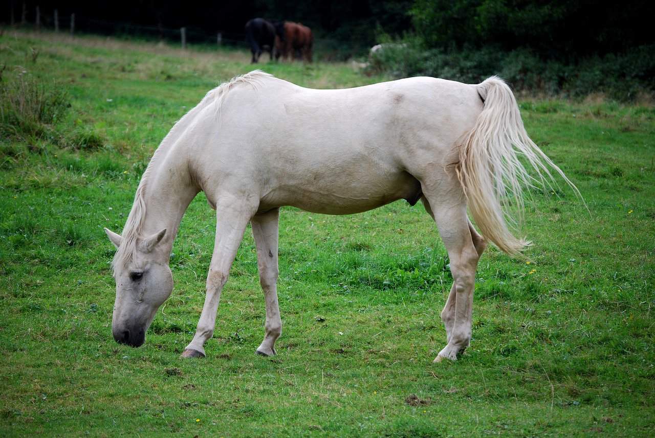 15 White Horse Breeds – Lipizzan