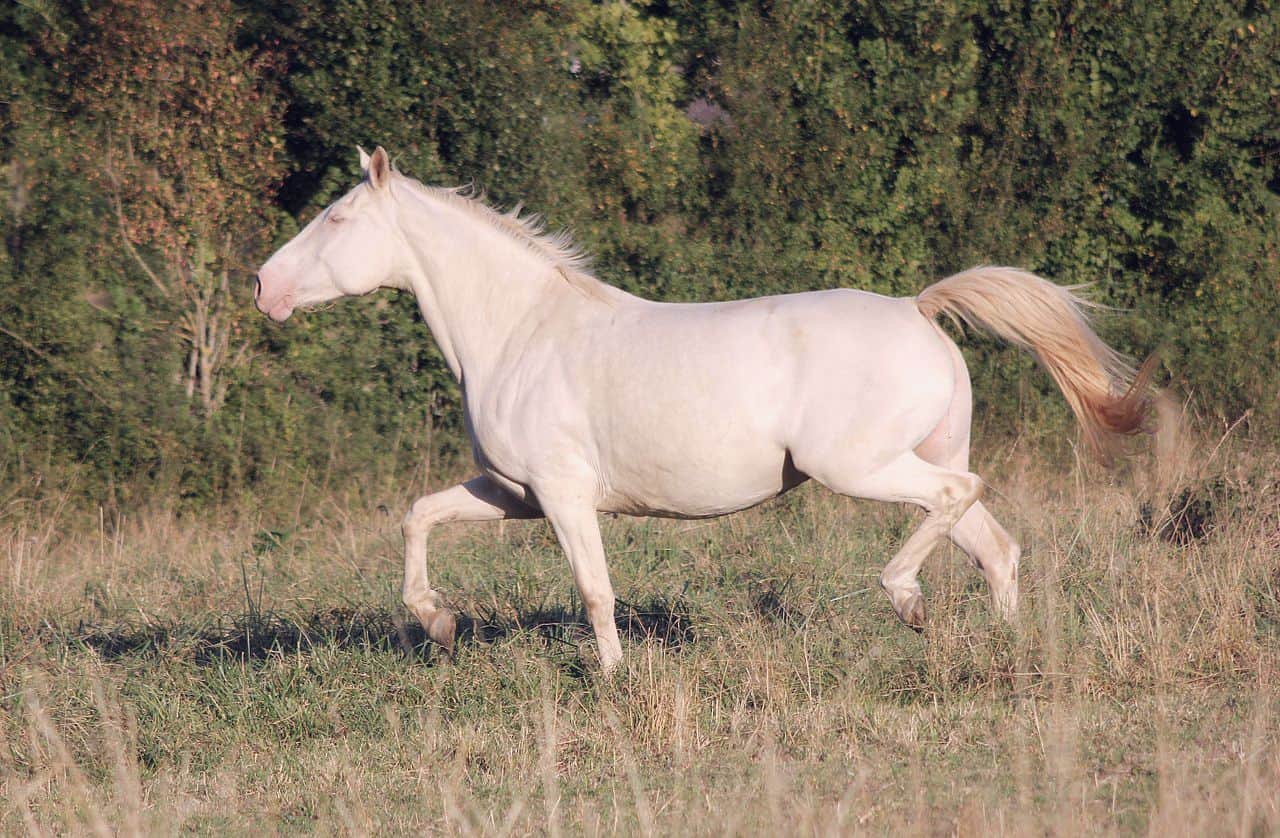American Albino horse
