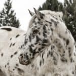 Appaloosa white horses