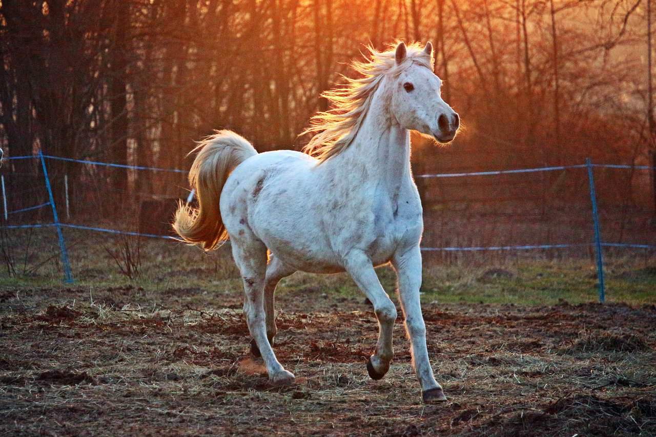 Arabian White horse