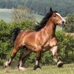 Breton Horse – Characteristic
