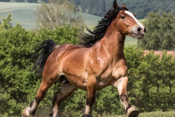Breton Horse – Characteristic