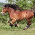 Breton Horse – Characteristics