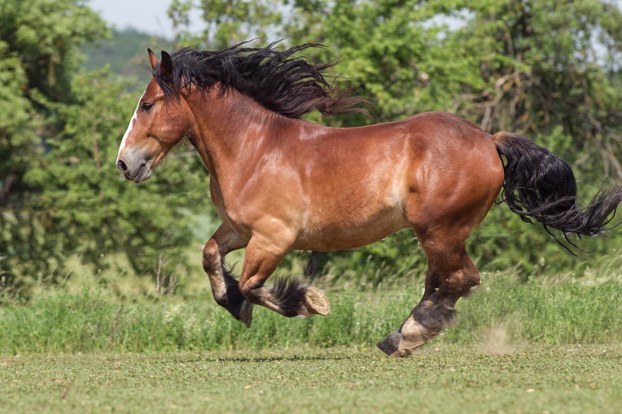 Breton Horse – Characteristics