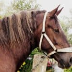 Breton Horse – Grooming