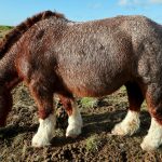 Breton Horse – Health