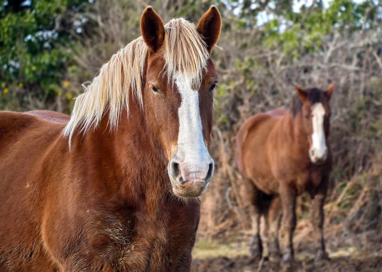 Breton Horse – Origins