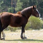 Breton Horse – Temper