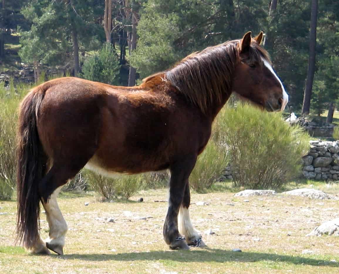 Breton Horse – Temper