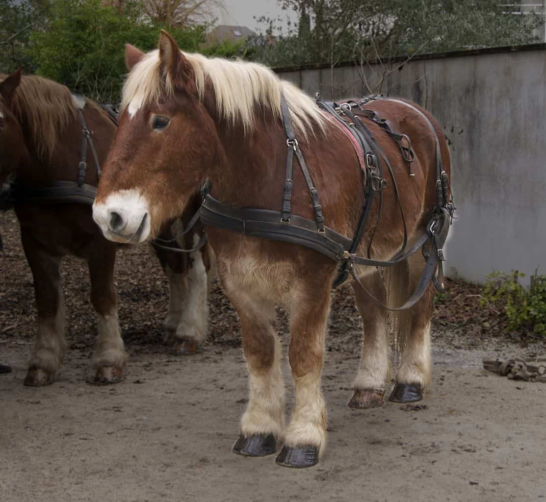 Breton Horse – Uses