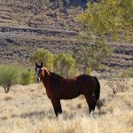 Brumby Feral Horse