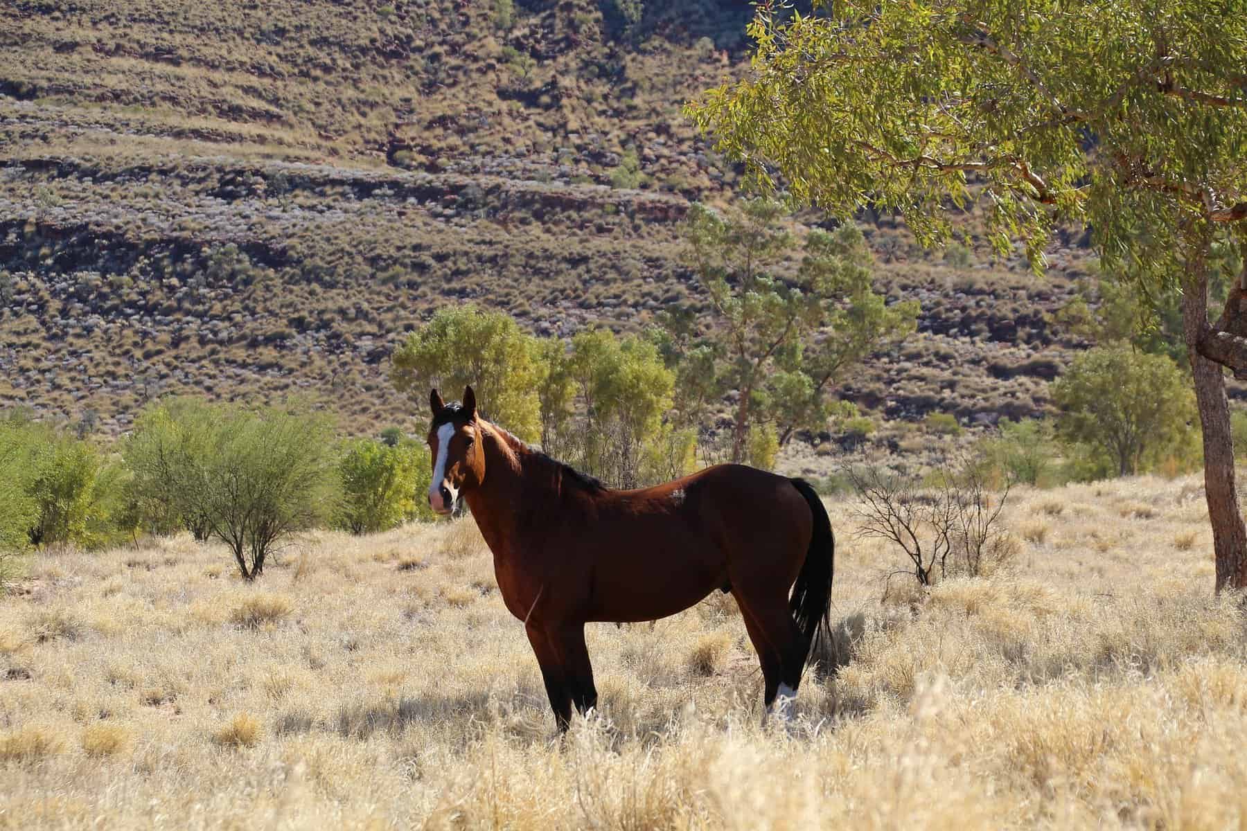 Brumby Feral Horse