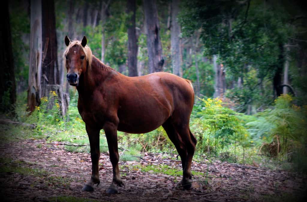 Brumby Horse Boodlines