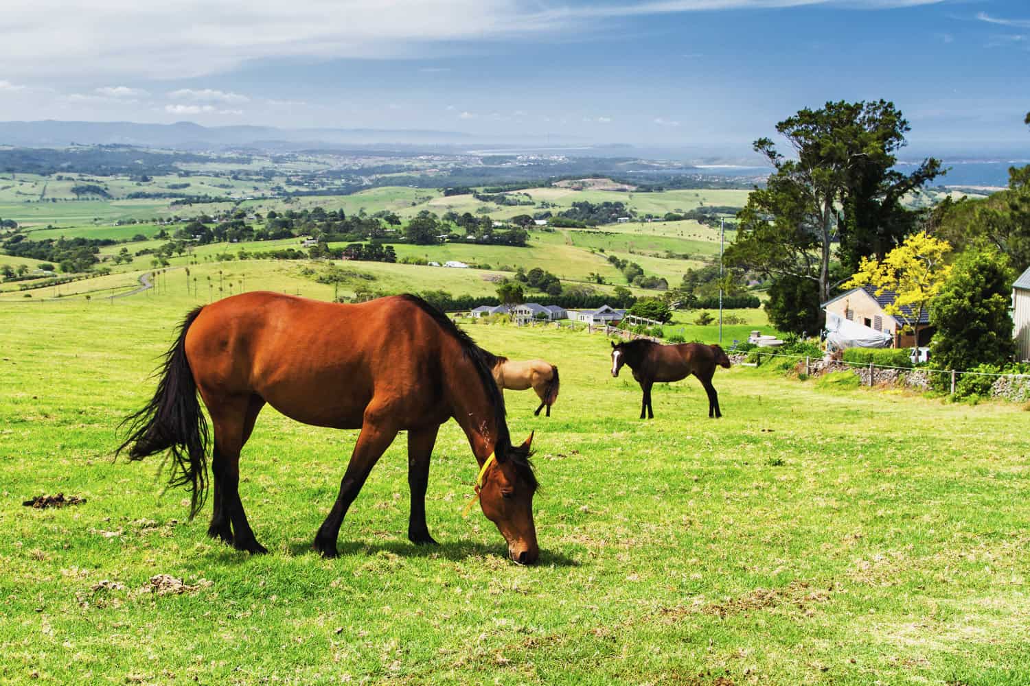 Brumby Horses Australia