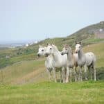 Castle Connemara Ponies