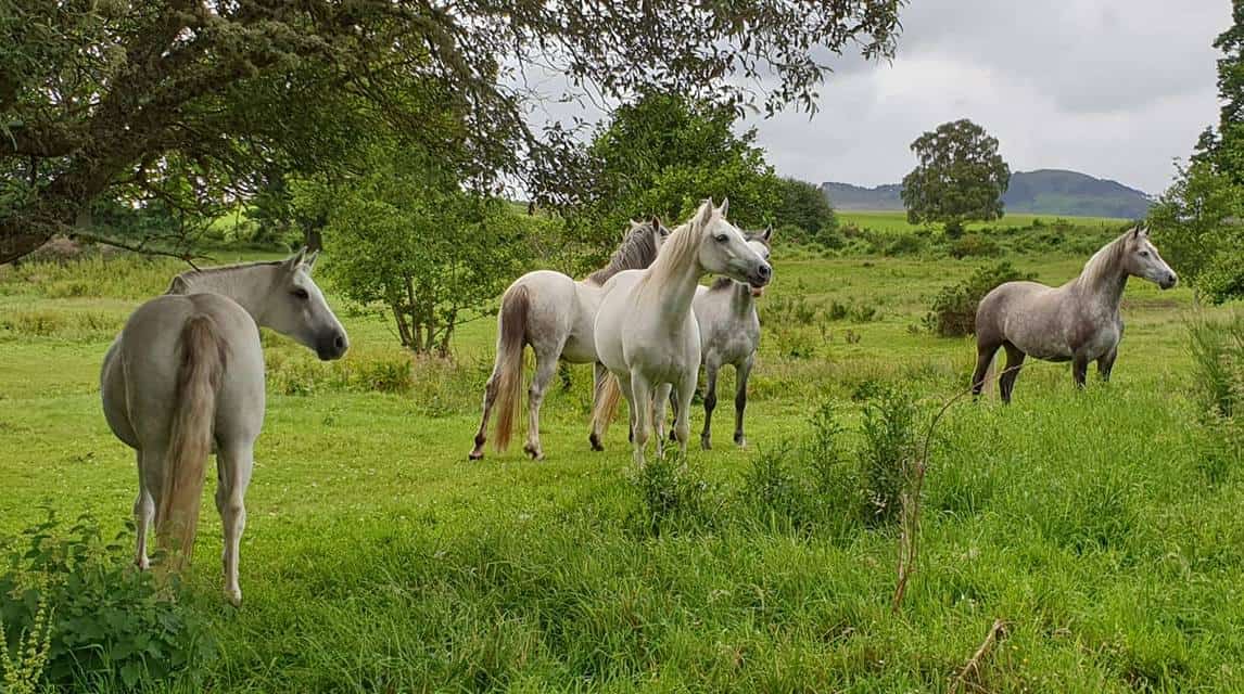 Connemara Ponies Origins