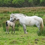 Connemara Pony mare and foal