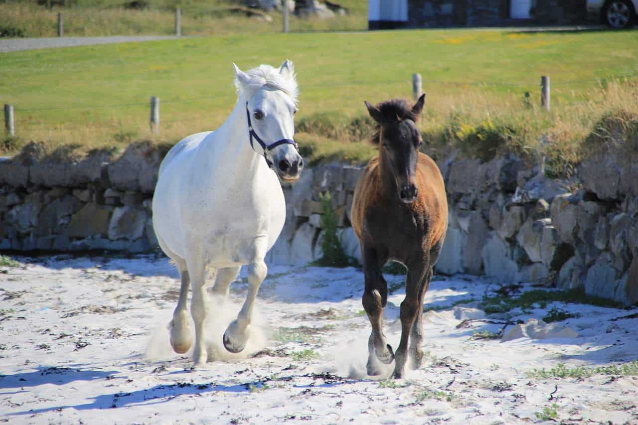Connemara White Pony