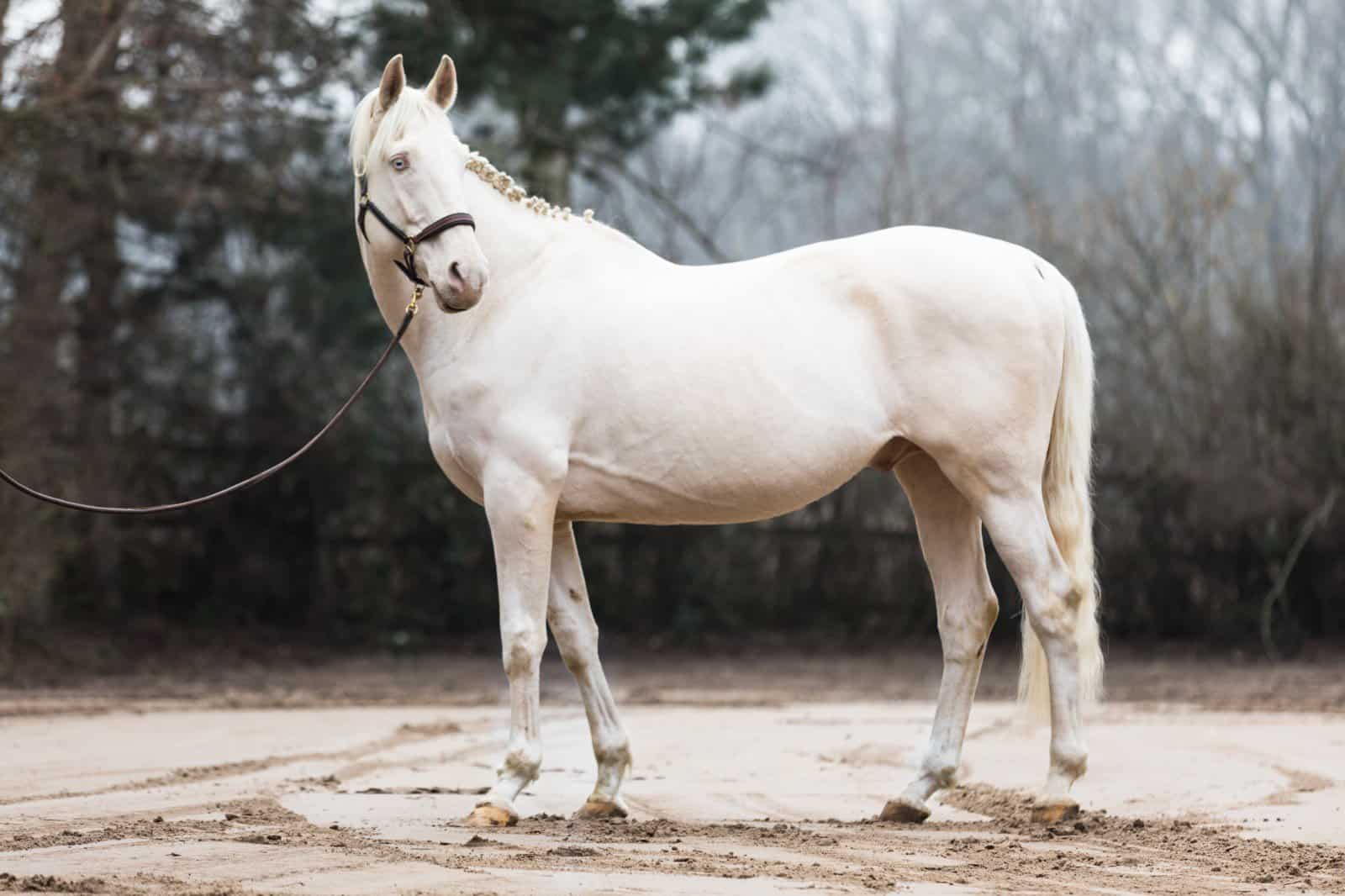 Cremello white horse