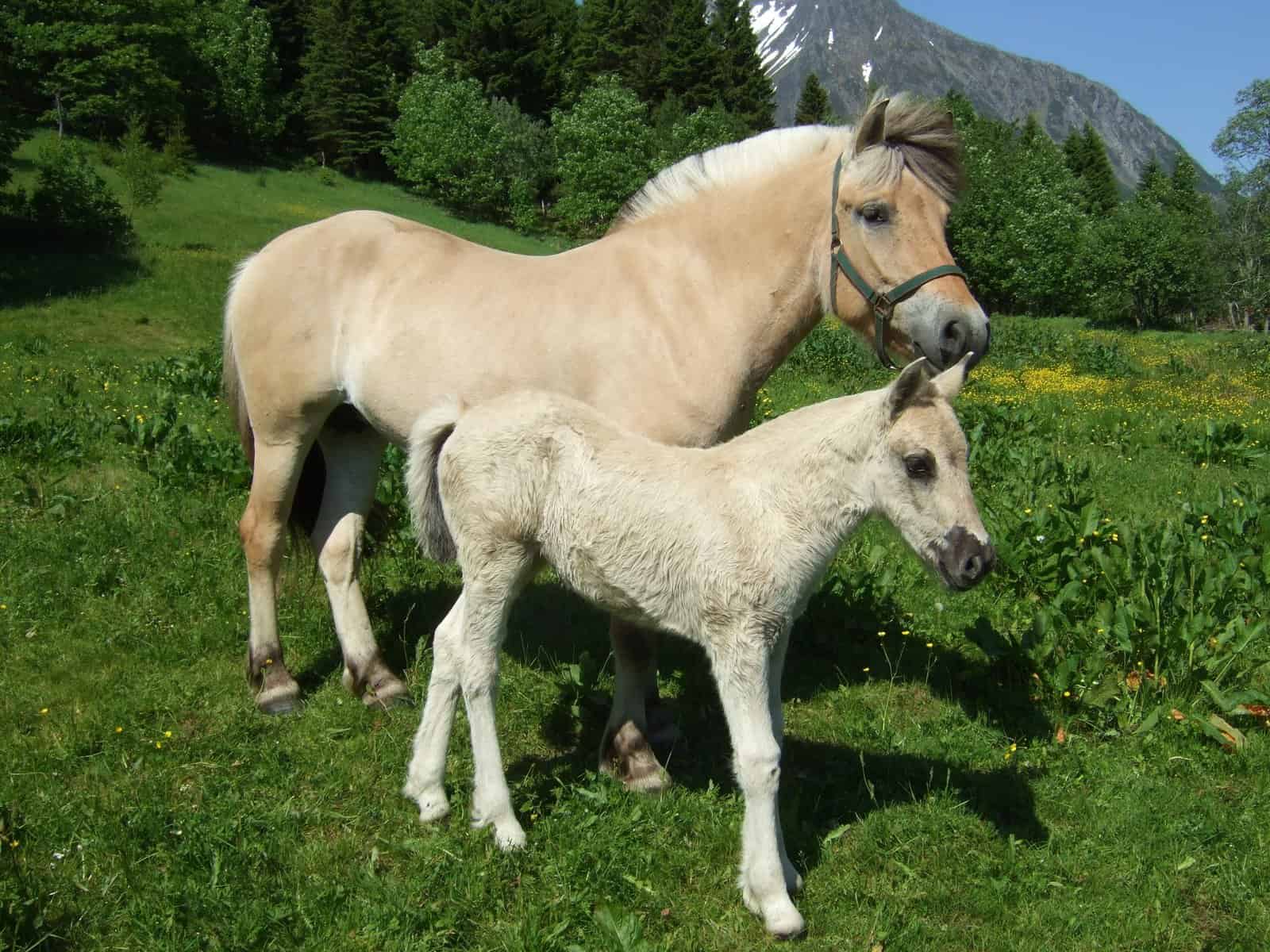 Fjord Horse Mare and foal