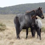 Gray Brumby Horses