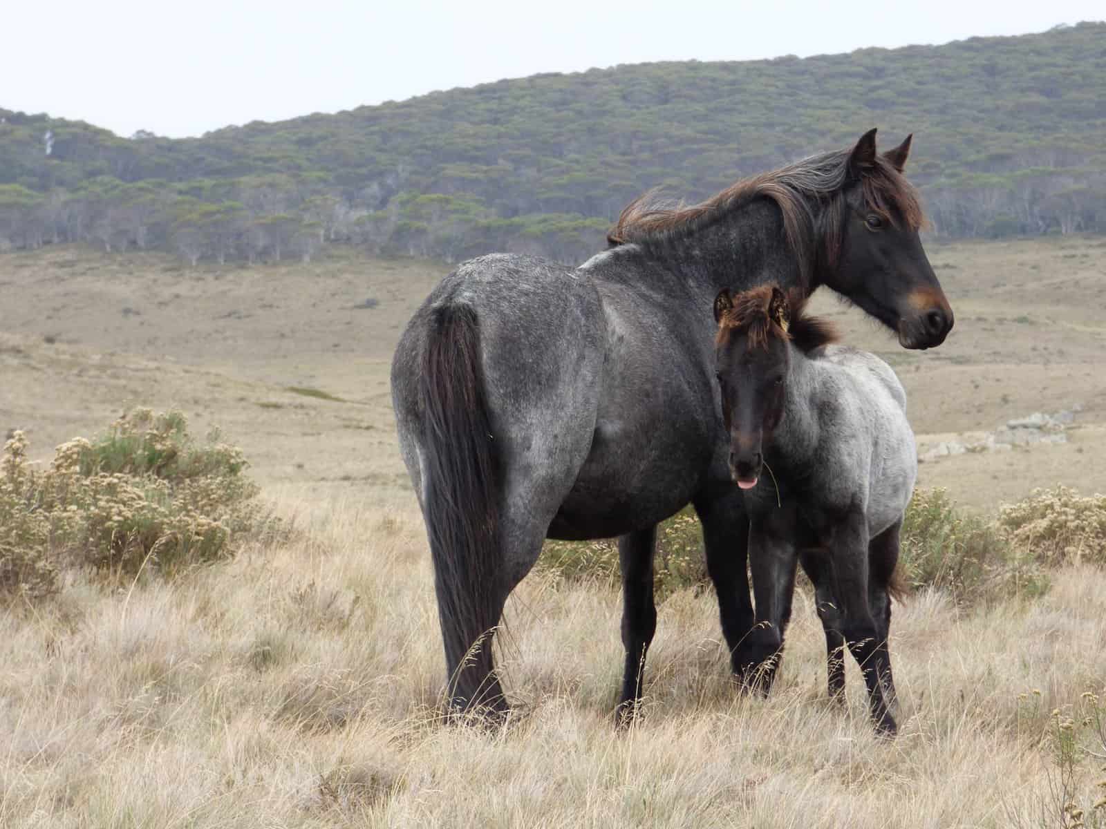 Gray Brumby Horses