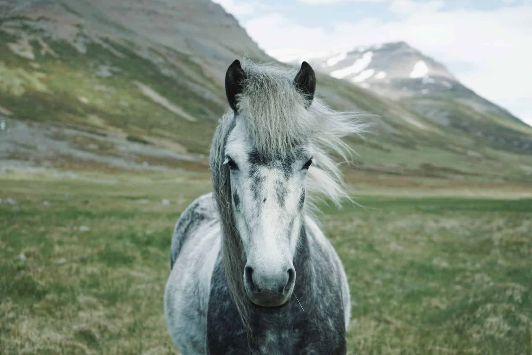 Gray horses