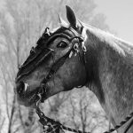Horse Body Language – Eyes Open Wide